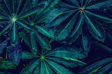 Full Frame of Green Leaves Pattern Background, Nature Lush Foliage Leaf  Texture , tropical leaf