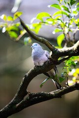 bird on tree