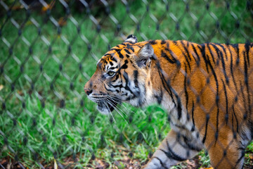 Naklejka na ściany i meble tiger in the zoo
