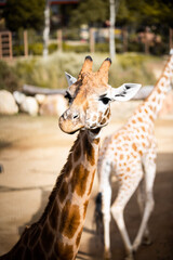 Fototapeta premium giraffe in zoo