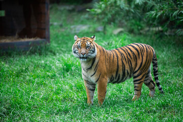 tiger in the zoo