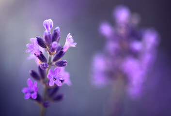 Obraz na płótnie Canvas Lavender flower on a purple background, selective focus, close-up