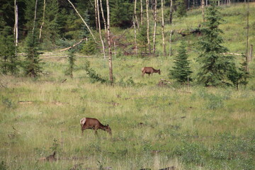 Elk In the Field, Jasper National Park, Alberta