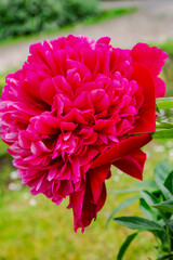 Beautiful natural red peony in the garden close-up, selective focus. Red blooming peony.