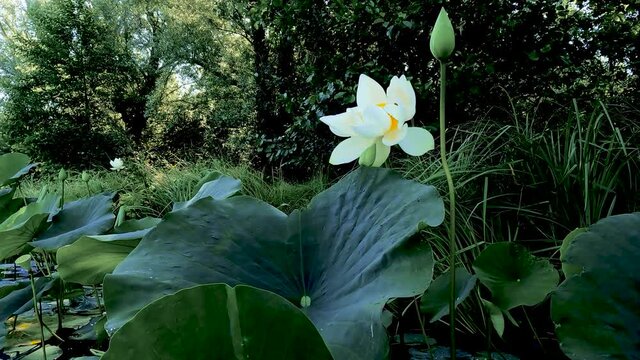 Landscape on Lake Corgeno with Giant Lotus Flowers