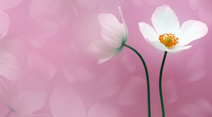 daisy flower white. Flower isolated on pink  background. No shadows with clipping path. Close-up. Nature.