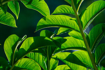 Fototapeta na wymiar Green leaves of amorphophallus konjac.
