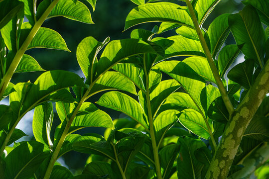 Green Leaves Of Amorphophallus Konjac.