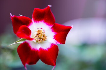 小さくて赤い可憐な一輪の花