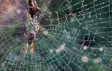 Spider waiting for prey on a misty morning with dew droplets in net, Toodyay, Western Australia