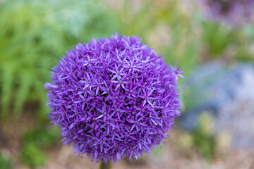 Blooming purple Allium flowers with a bee sipping the nectar
