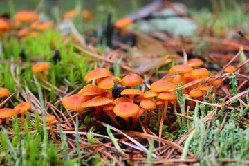 small mushrooms on the stump