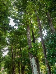 Obraz premium 沖縄の観光スポット「フクキ並木」