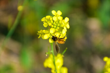 Honey Bee sucking Nectar on Yellow Mustard flower to make Honey, blurred background