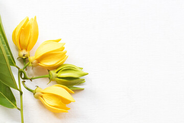 yellow flowers ylang ylang local flora of asia arrangement flat lay postcard style on background white