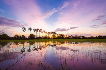 The silhouette of the toddy palms or sugar palm in the field with the colorful sky.