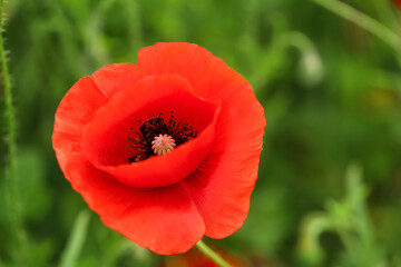 Beautiful poppy flower outdoors, closeup