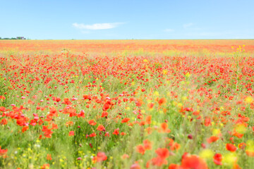 View of beautiful poppy field