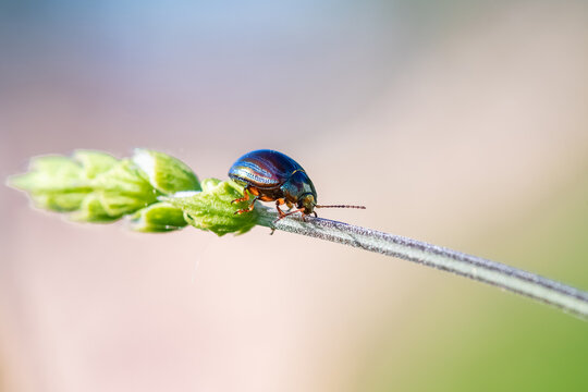 rosemary beetle, Chrysolina americana, insect walking on a stem
