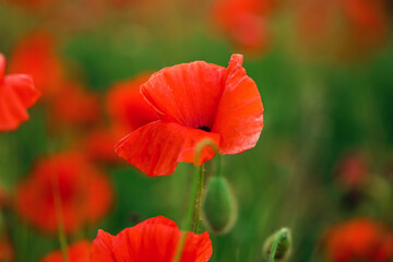 Obraz premium Beautiful poppy flowers in field