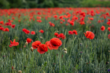 Beautiful poppy field in summer