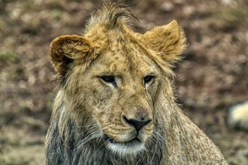 Fototapeta premium portrait of a young male lion