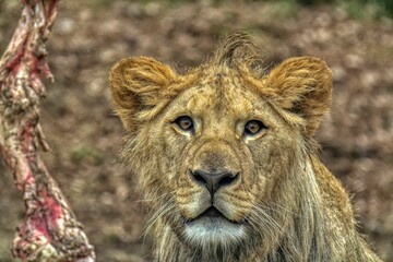 Obraz na płótnie Canvas portrait of a young male lion