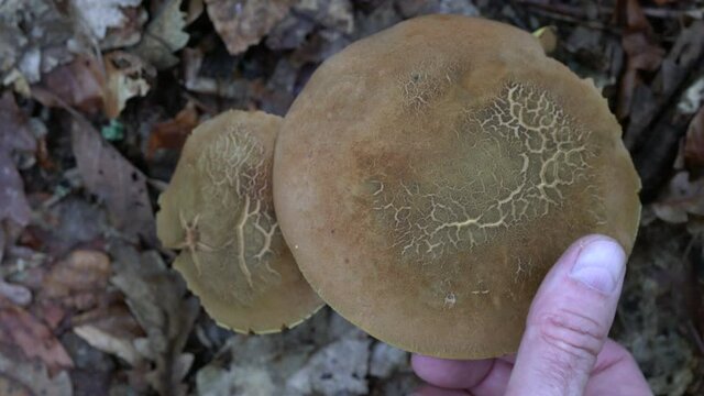 Penny Bun, Cep, Porcini mushroom in natural environment (Boletus edulis) - (4K)