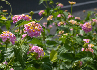 満開のピンク色の花（ランタナ）