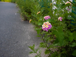 ピンク色の花（ランタナ）