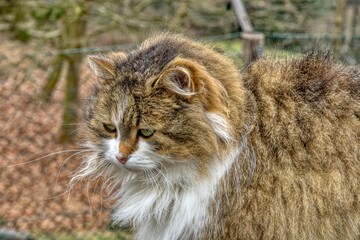 portrait of a stray cat in winter
