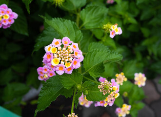 ピンクの花(ランタナ)