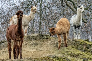 group of alpacas