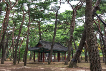 Hadong pine forest park