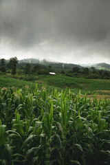 The hills are full of corn in the rainy season.