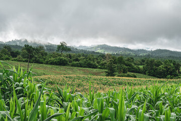 The hills are full of corn in the rainy season.