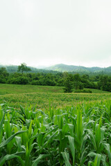 The hills are full of corn in the rainy season.