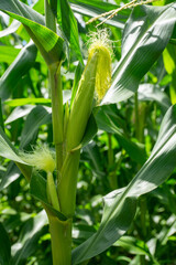 トウモロコシ畑と青空