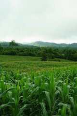 Fototapeta na wymiar The hills are full of corn in the rainy season.