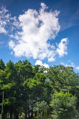 公園の新緑と青空
