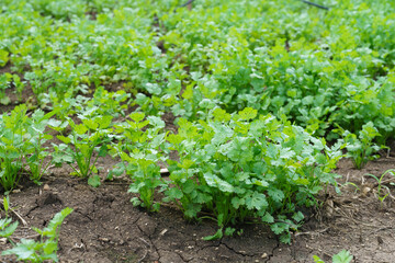Fresh cilantro leaves and plants in organic planting plots.