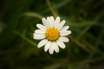 Obraz premium White daisy flower on a background of dark green grass.