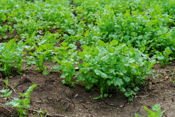 Fresh cilantro leaves and plants in organic planting plots.