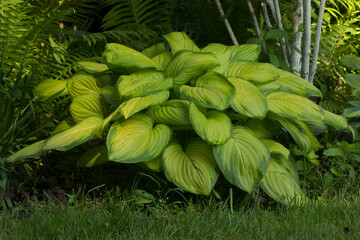 A hosta with yellow-green leaves and a fern in the shade of trees.