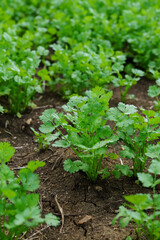 Fresh cilantro leaves and plants in organic planting plots.