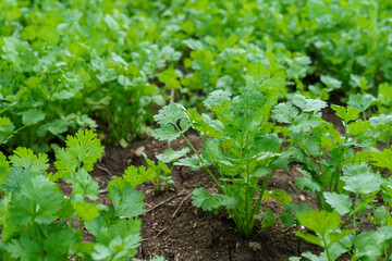 Fresh cilantro leaves and plants in organic planting plots.