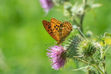Silver washed fritillary (Argynnis paphia) in backlight, feeding on a thistle blossom,
