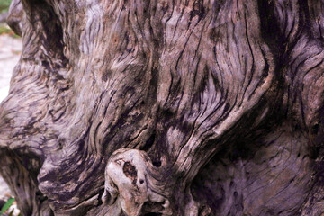 the texture of a big dead tree trunk