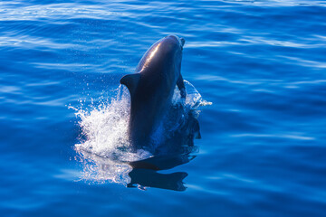 Common bottlenose dolphin surfacing on the Adriatic Sea in Croatia © Goran