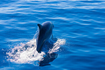Obraz premium Common bottlenose dolphin surfacing on the Adriatic Sea in Croatia